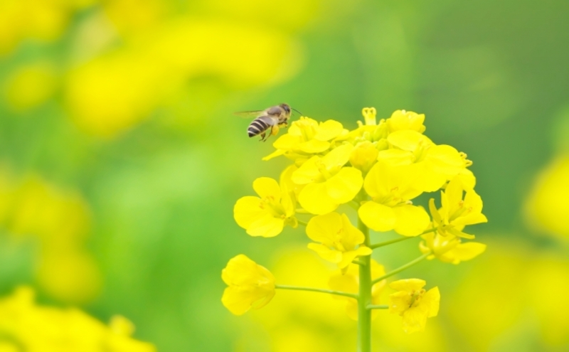 ミツバチの写真