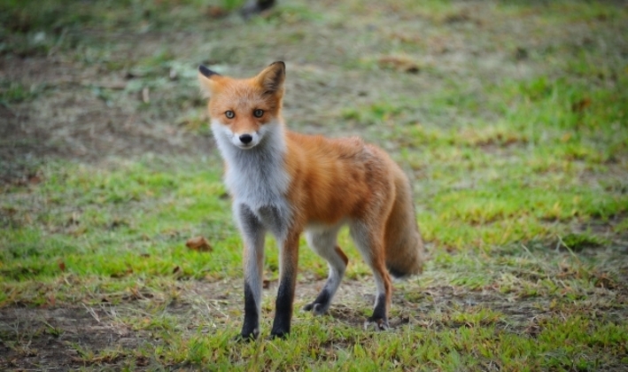 狐の写真